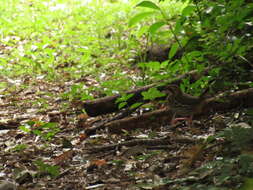 Image of Short-tailed Antthrush