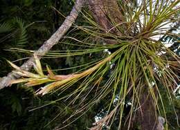 Imagem de Tillandsia festucoides Brongn. ex Mez