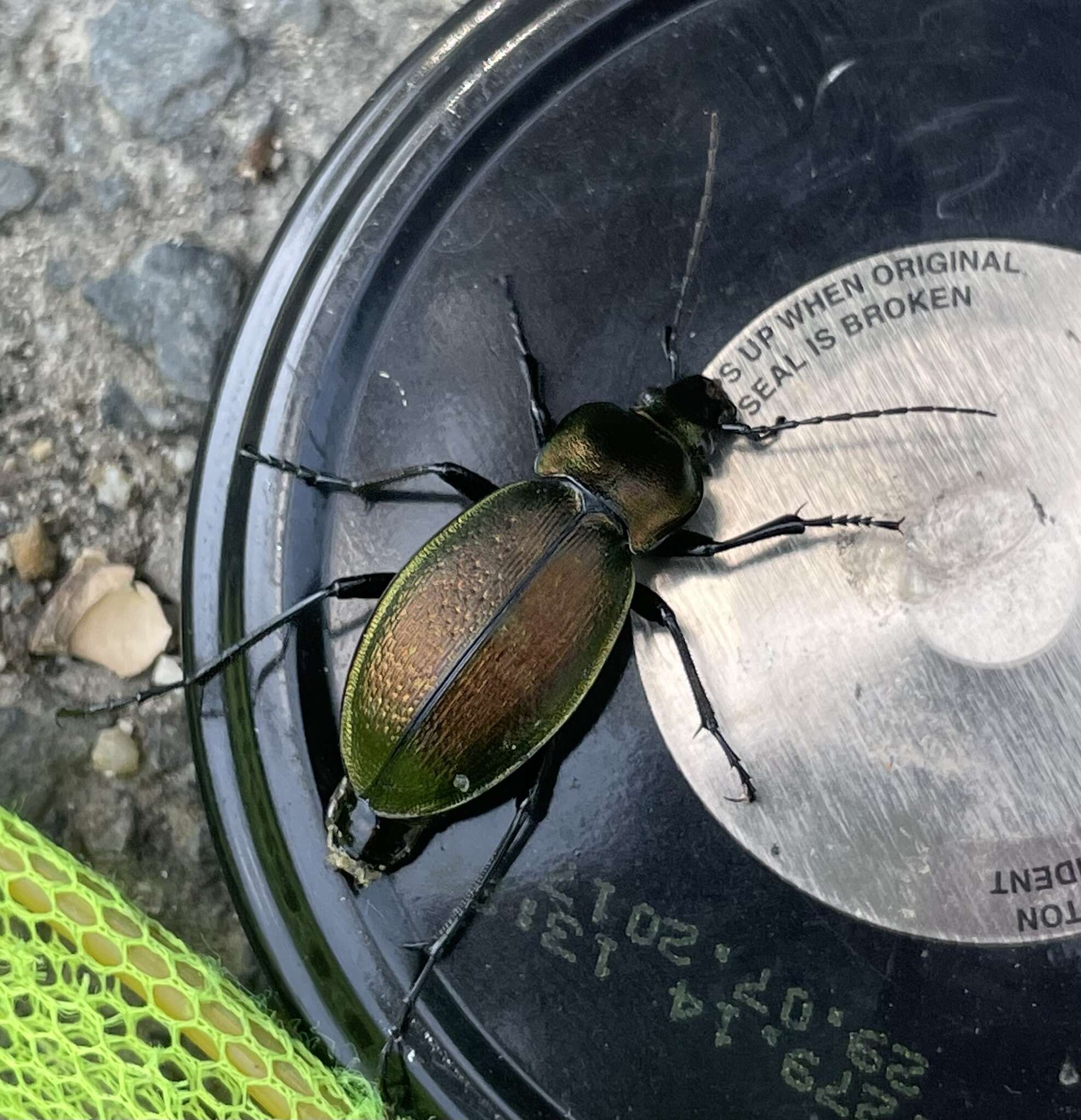 Carabus (Morphocarabus) scheidleri Panzer 1799 resmi