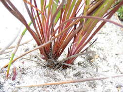 Image of Aristea glauca Klatt