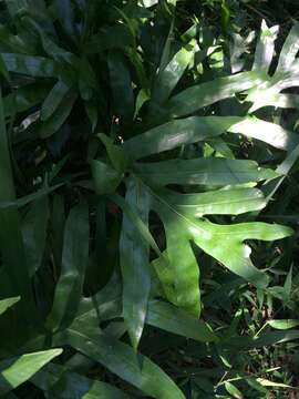 Image of monarch fern