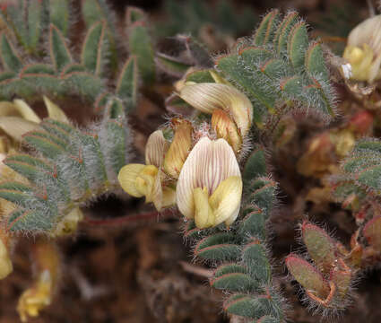 Image of Modoc Plateau milkvetch