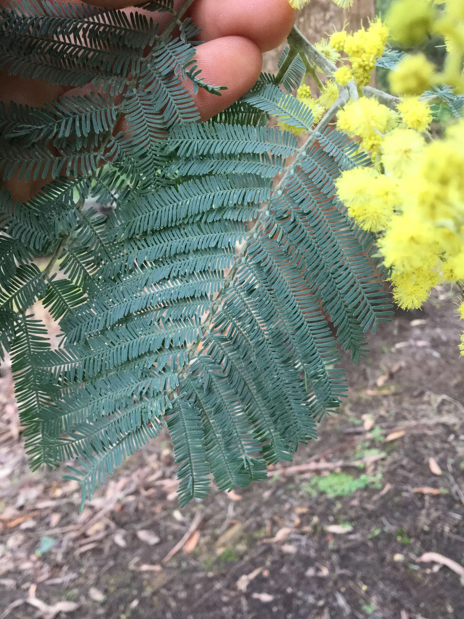 Image of Silver Wattle