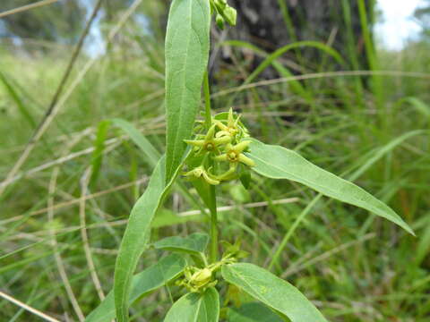 Image of Vincetoxicum hirundinaria subsp. nivale (Boiss. & Heldr.) Markgr.