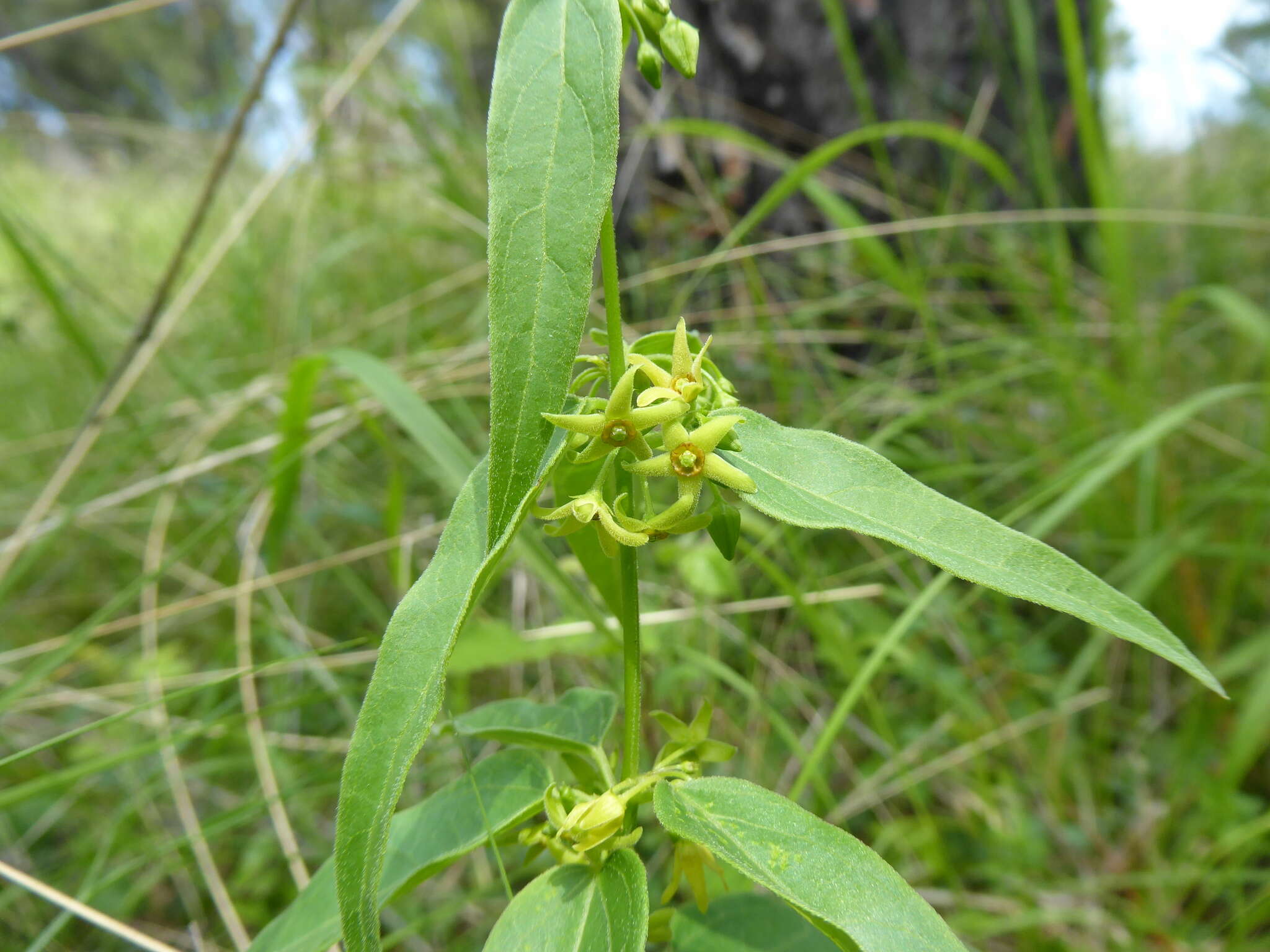 Plancia ëd Vincetoxicum hirundinaria subsp. nivale (Boiss. & Heldr.) Markgr.