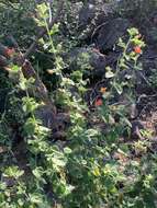 Image of Hibiscus coddii subsp. coddii