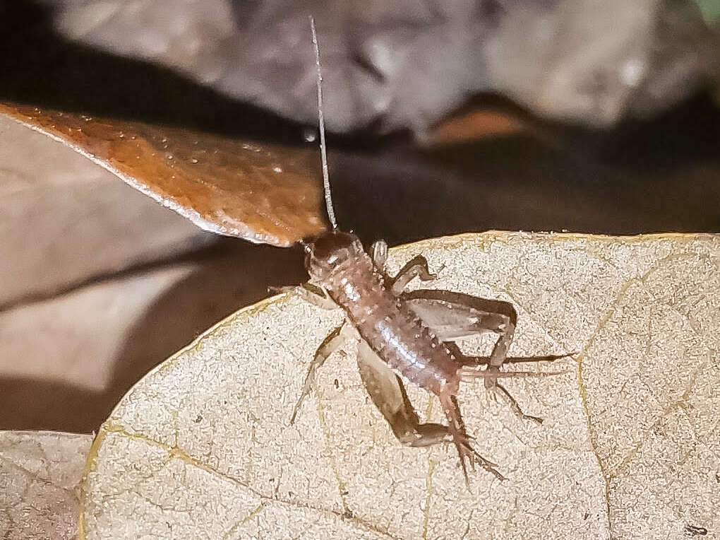 Image of Eastern Striped Cricket