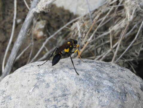 Image of Sceliphron asiaticum asiaticum (Linnaeus 1758)