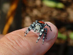 صورة Phidippus adumbratus Gertsch 1934