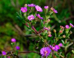 صورة Ruschia langebaanensis L. Bol.