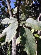 Image de Handroanthus albus (Cham.) Mattos