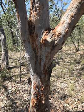 Angophora leiocarpa (L. Johnson ex G. Leach) K. R. Thiele & P. Y. Ladiges的圖片