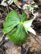 Image of Trillium erectum var. album (Michx.) Pursh