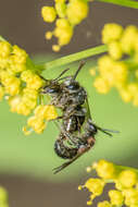 Image of Golden-Alexanders Andrena