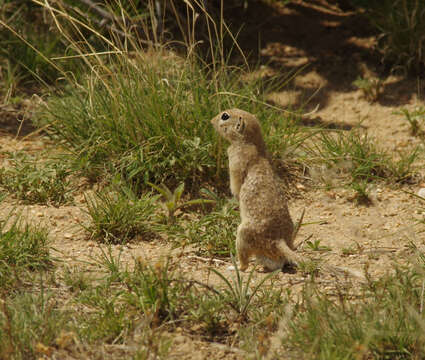 Image of spotted ground squirrel