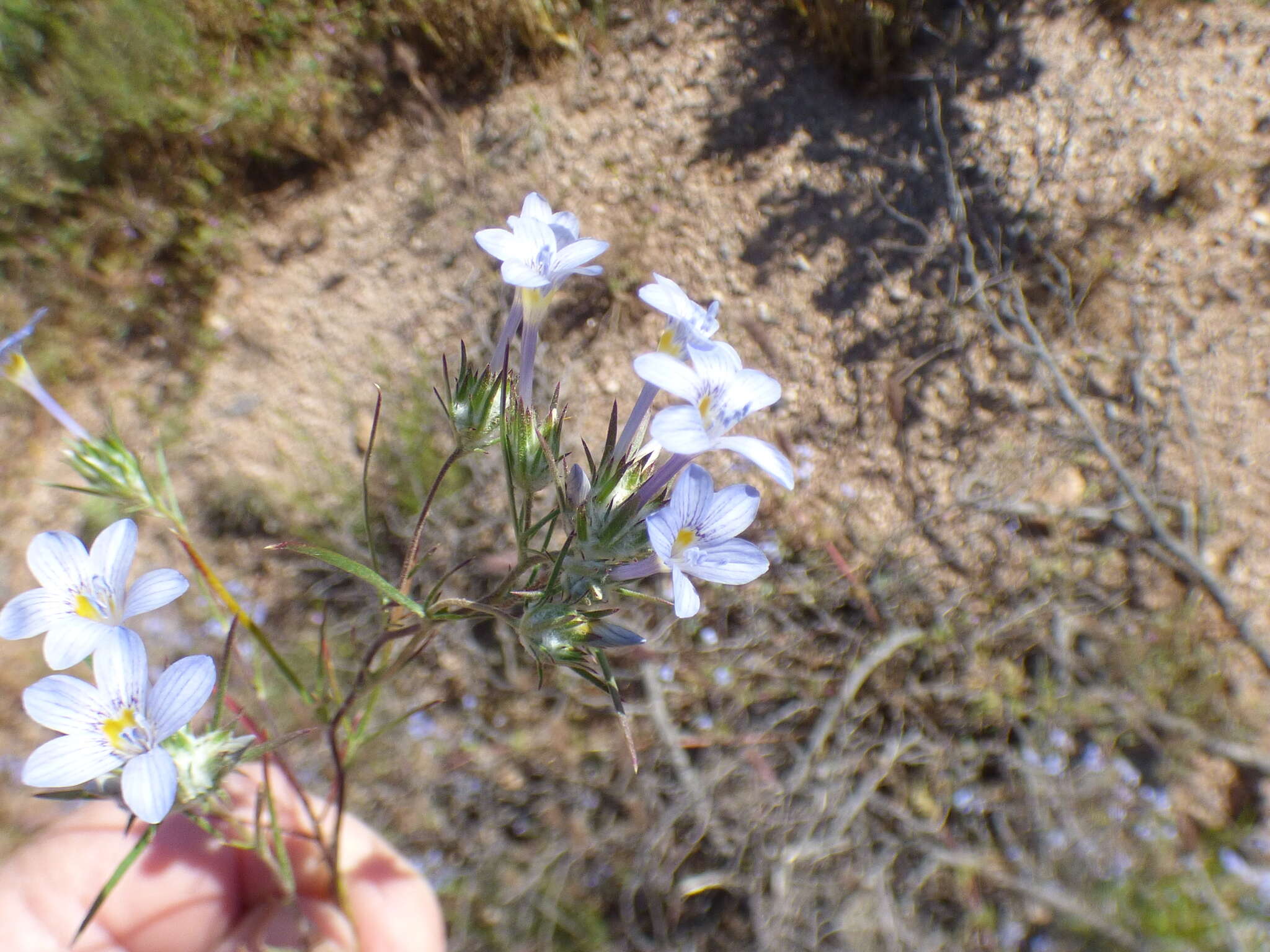 Image de Eriastrum eremicum subsp. yageri (M. E. Jones) Mason