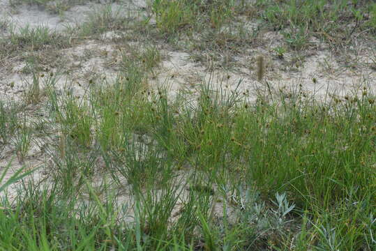 Image of Many-Head Sedge