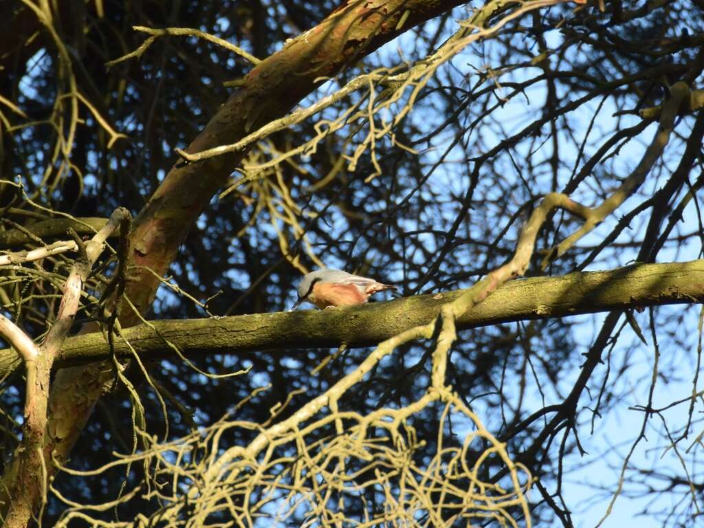 Image of Eurasian Nuthatch