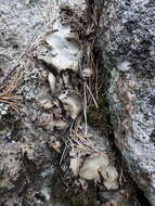 Image of hairy navel lichen