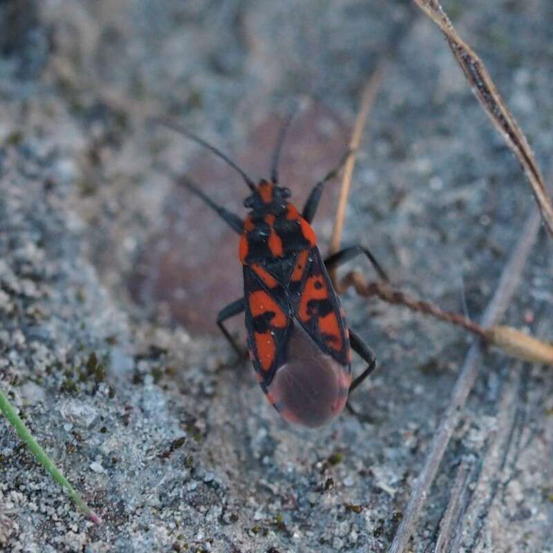 Image of Spilostethus saxatilis (Scopoli 1763)