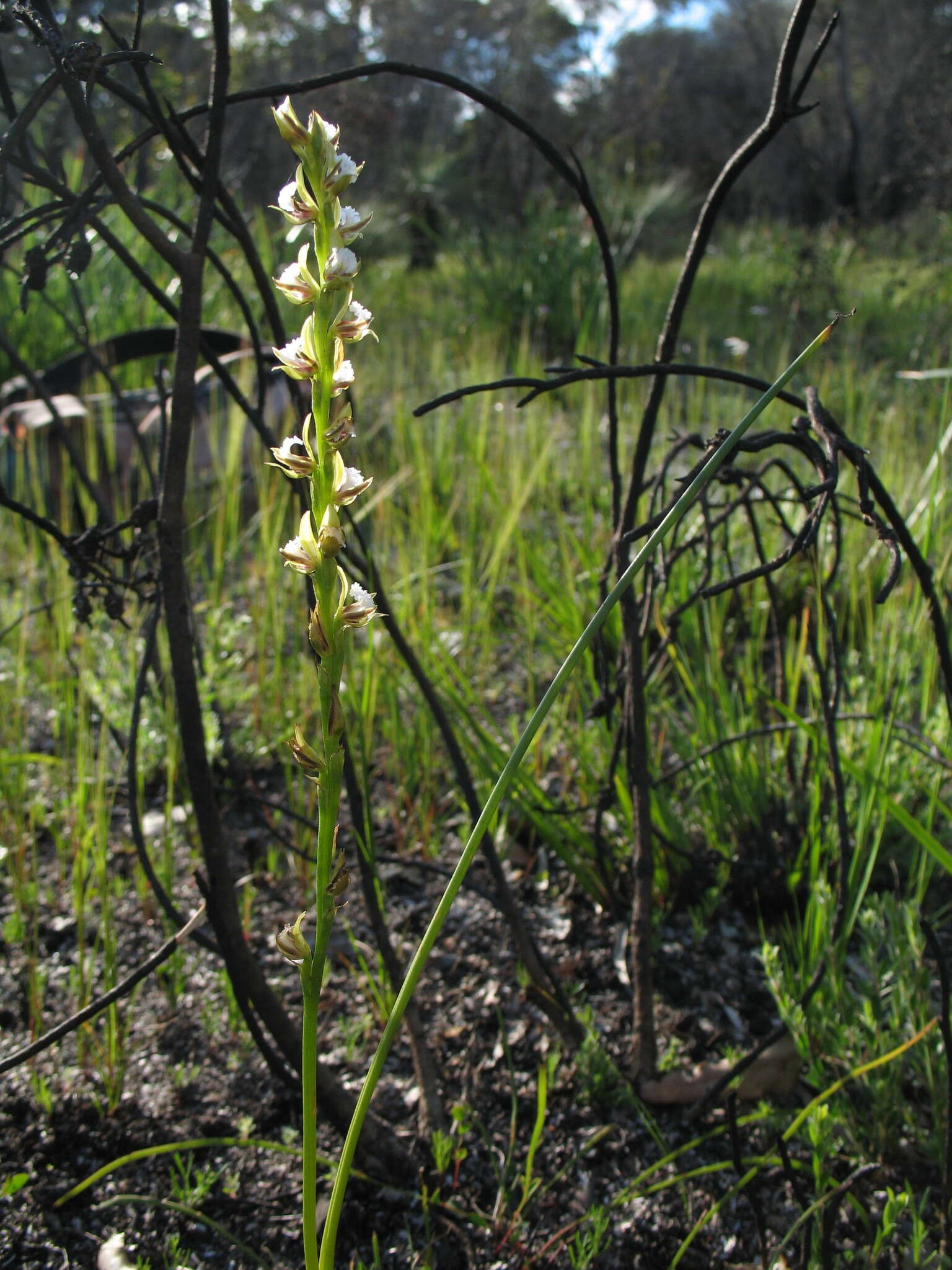 Imagem de Prasophyllum fimbria Rchb. fil.