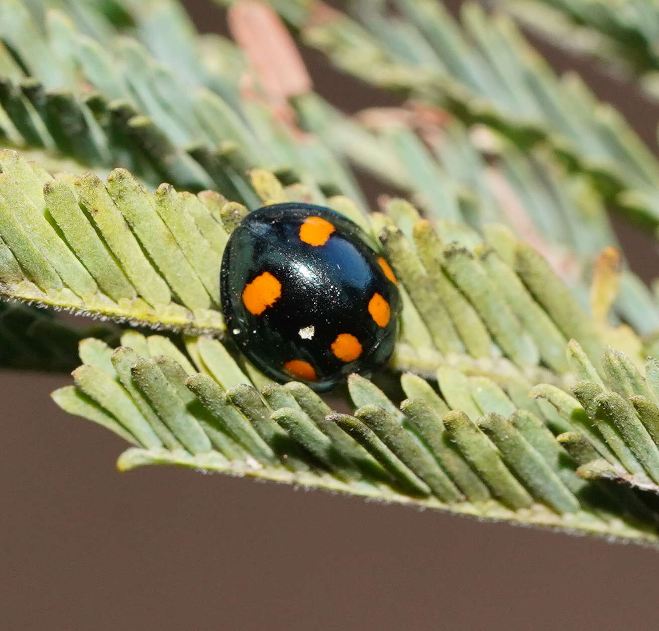 Imagem de Orcus australasiae (Boisduval 1835)