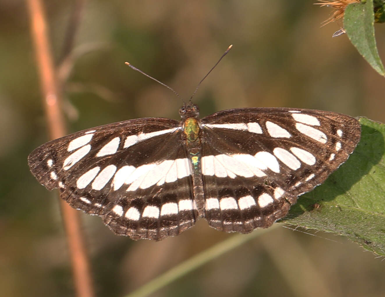 Image of Neptis hylas varmona Moore 1872