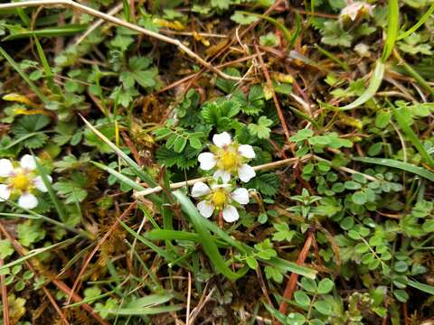 Image de Fragaria nilgerrensis subsp. nilgerrensis