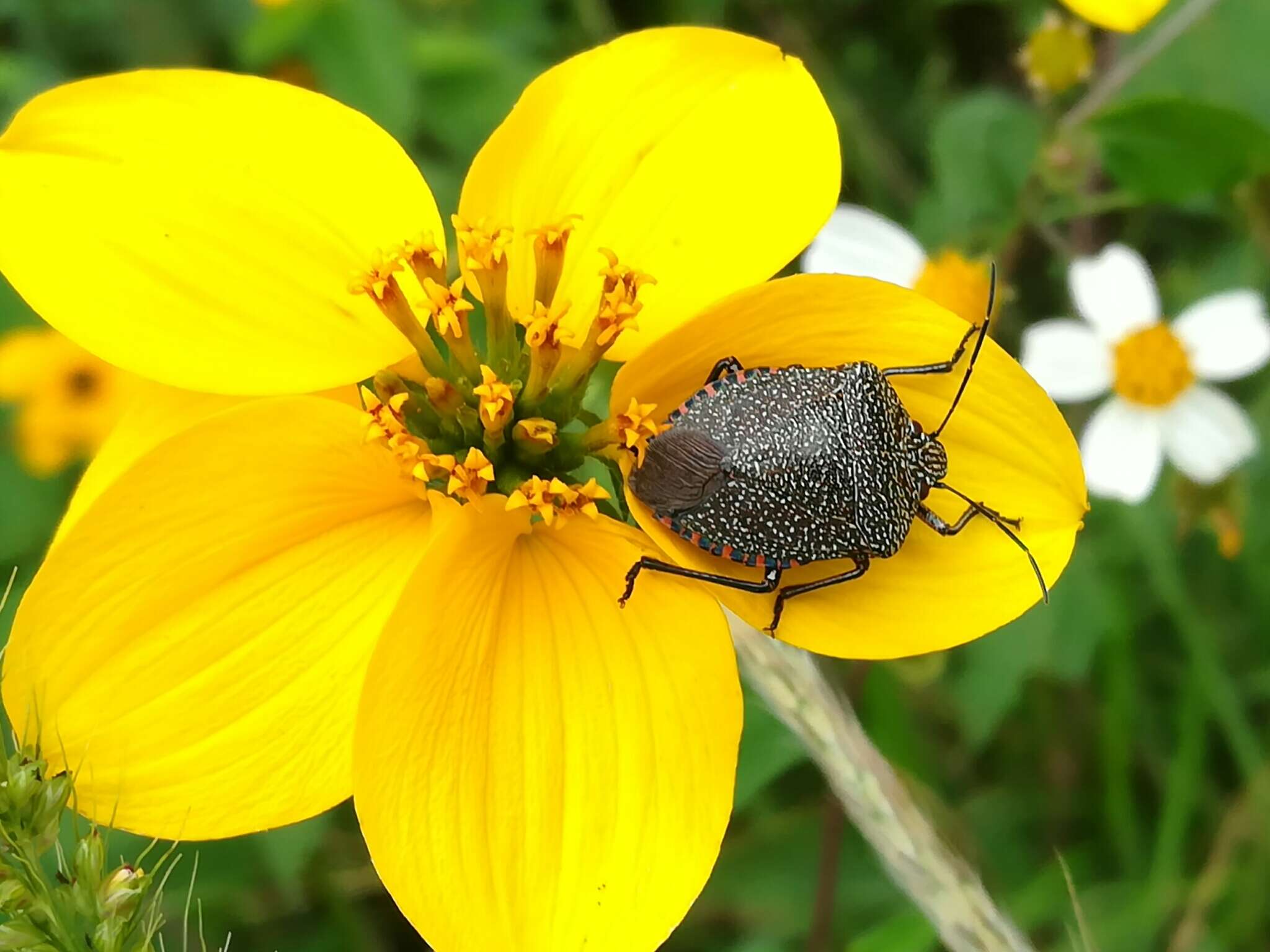 Image of Stink bug