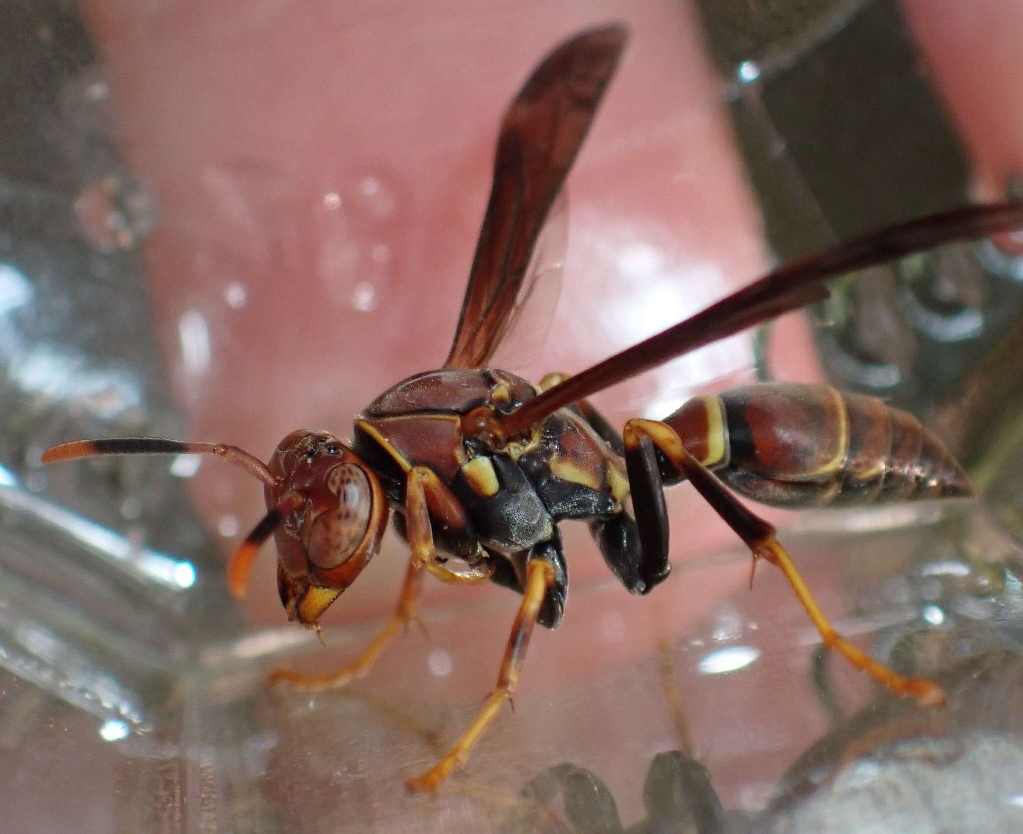 Image of Polistes bahamensis Bequard & Salt 1931