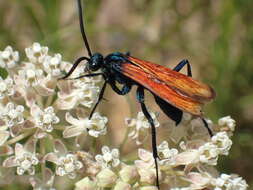 Image of Tarantula Hawk