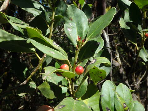 Image of Small-leaved holly