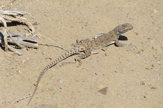 Image of Cope's leopard lizard