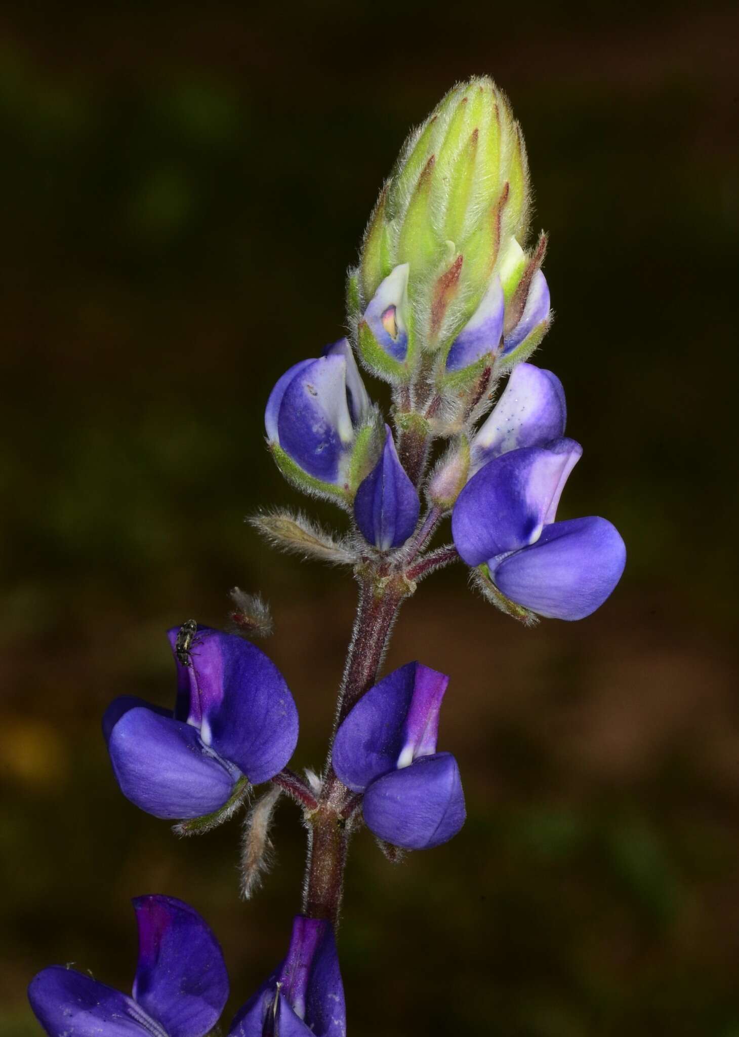 Sivun Lupinus affinis J. Agardh kuva