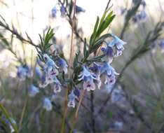 Image de Pigea floribunda (Lindl.) Lindl.