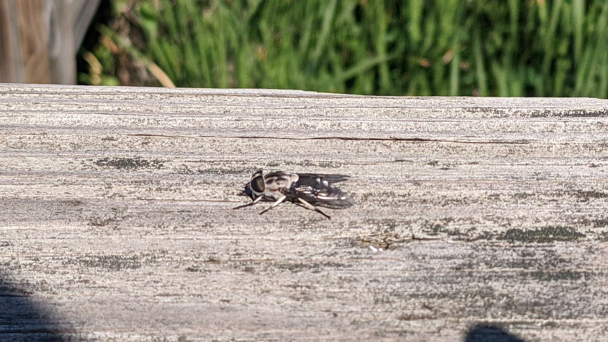 Imagem de Tabanus trimaculatus Palisot