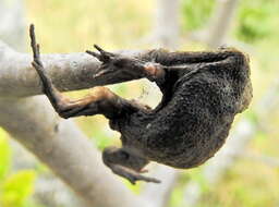 Image of Black Rain Frog