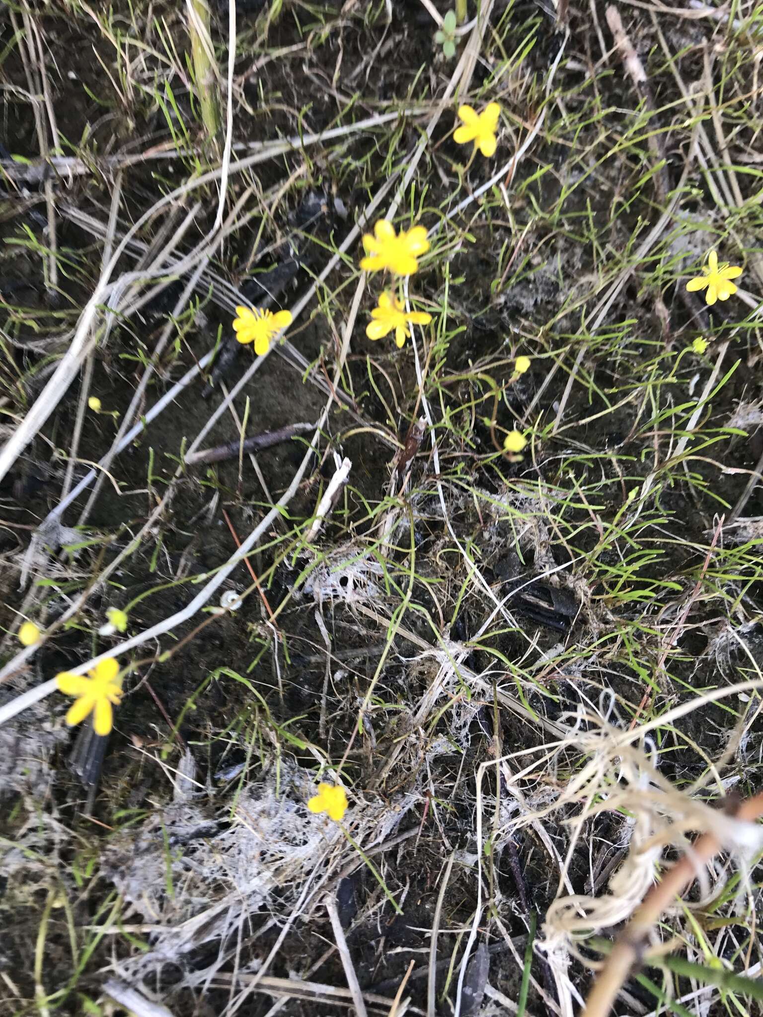 Image of Creeping Spearwort