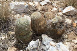 Image de Echinocereus viridiflorus subsp. correllii (L. D. Benson) W. Blum & Mich. Lange