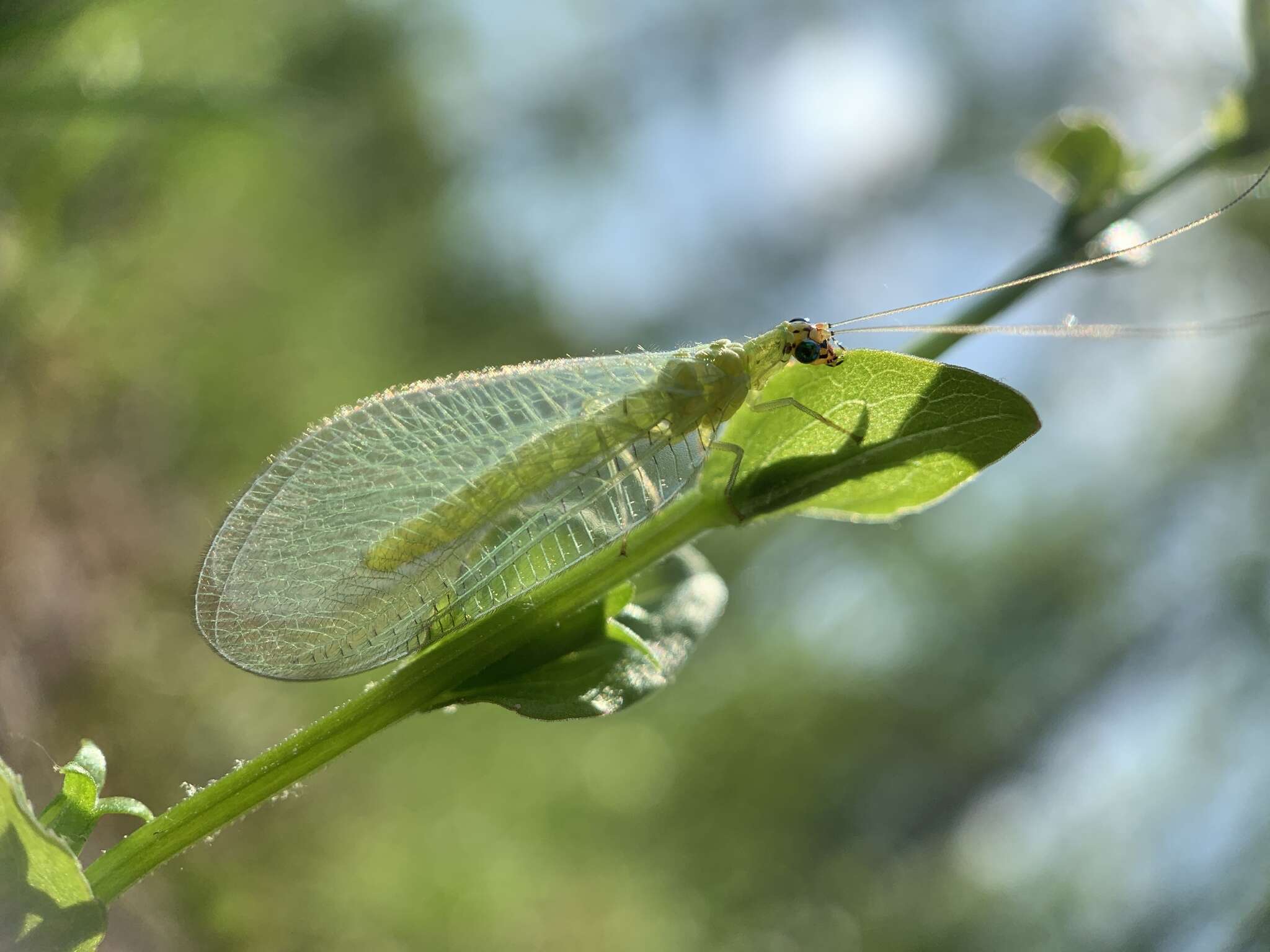 Image de Chrysopa oculata Say 1839