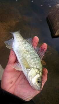 Image of White Perch