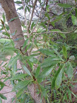 Image of Mousehole tree