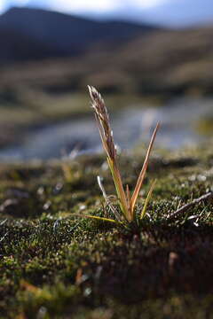 Imagem de Calamagrostis rigescens (J. Presl) Scribn.