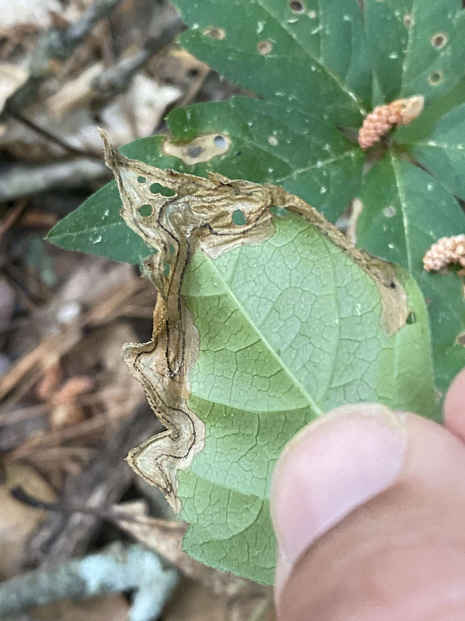 Image of Orchestomerus eisemani Yoshitake & Anderson 2015