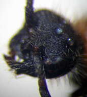 Image of Smicromyrme stepposa Lelej 1984