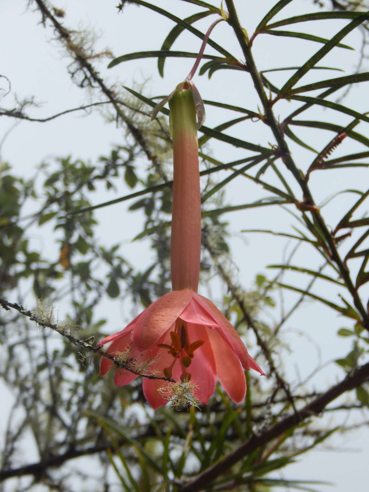 Image of Passiflora trianae Killip