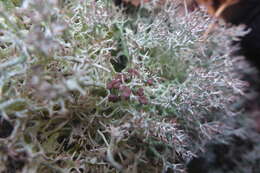 Image of cup lichen