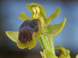 Image of Ophrys fusca subsp. cinereophila (Paulus & Gack) Faurh.