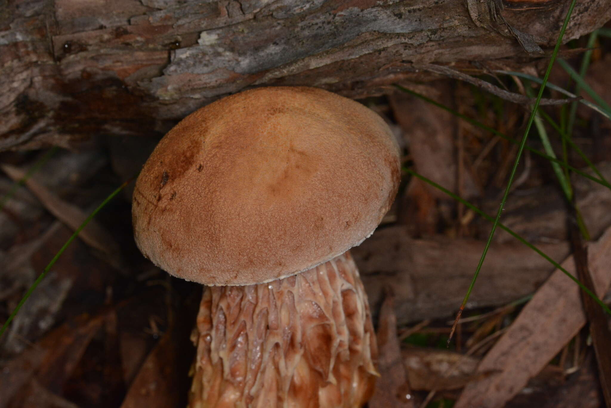 Image of Austroboletus lacunosus (Kuntze) T. W. May & A. E. Wood 1995