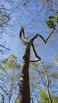 Image of Bursera jerzyi Medina